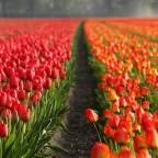 tulips-netherlands